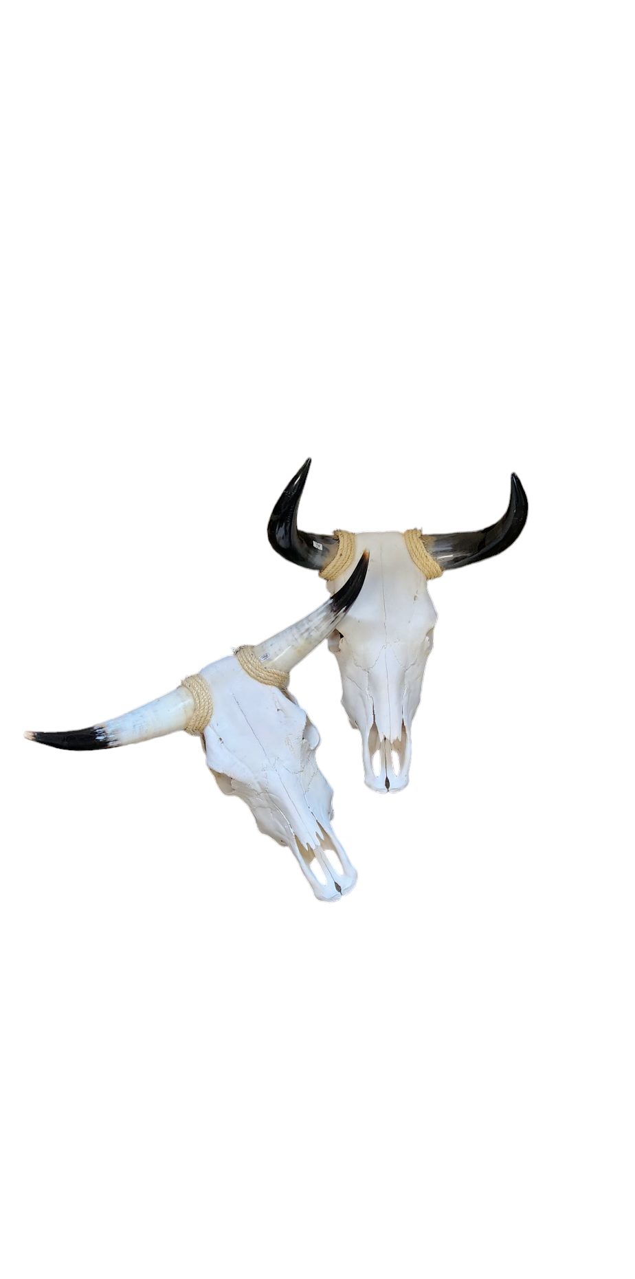 Real Cow Skull