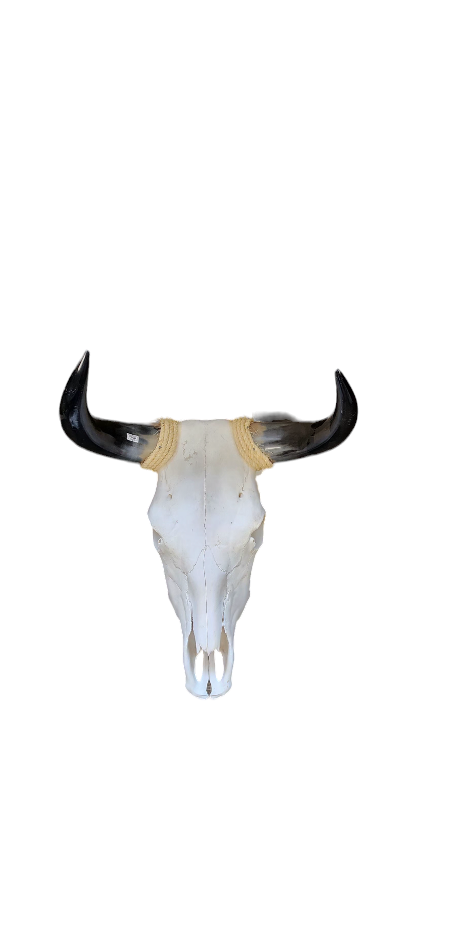 Real Cow Skull