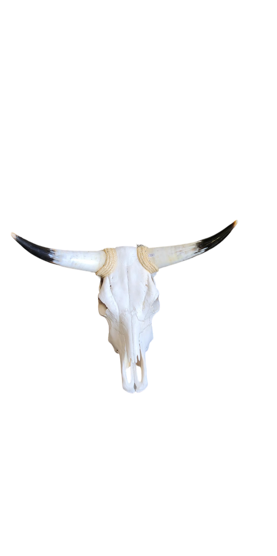 Real Cow Skull